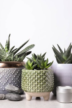 Güzel Haworthia ve Gasteria saksılarda, gri masada beyaz arka planda dekoru olan. Farklı ev bitkileri.