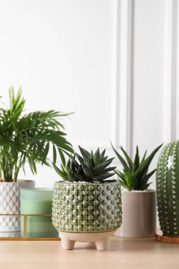 Güzel Chamaedorea, Aloe ve Haworthia. Ahşap masa dekoru olan çömlekler içinde. Farklı ev bitkileri.