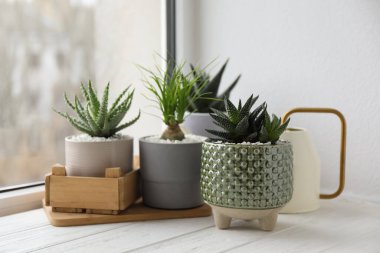 Güzel Aloe, Nolina ve Haworthia beyaz ahşap pencere pervazında saksıda. Farklı ev bitkileri.
