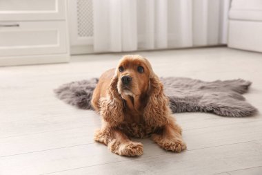 Tatlı Cocker Spaniel köpeği sıcak zeminde yatıyor. Isıtma sistemi