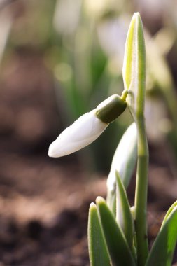 Dışarıda büyüyen güzel kar damlaları, yakın çekim. Erken bahar çiçekleri