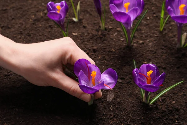 Woman with beautiful Saffron crocus flower outdoors, closeup