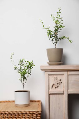 Beyaz duvarın yanında yeşil yapraklı saksı nar bitkileri.