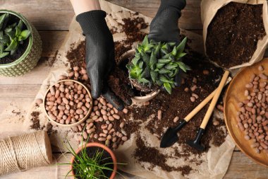 Kadın, Haworthia 'yı otun içine naklediyor. Ev bitkileri