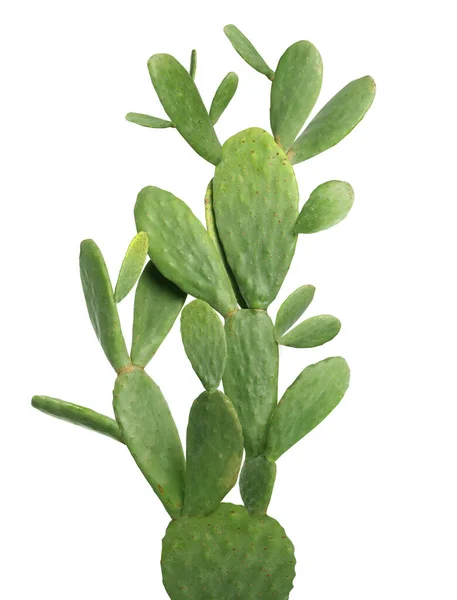 Hermoso Gran Cactus Verde Sobre Fondo Blanco — Foto de Stock