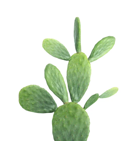 Hermoso Gran Cactus Verde Sobre Fondo Blanco — Foto de Stock