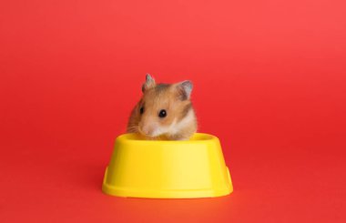 Kırmızı arka planda yemek kasesinin yanında tatlı küçük hamster.