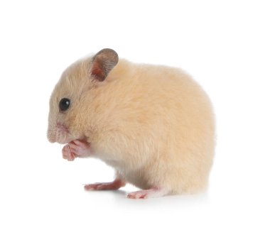 Beyaz arka planda sevimli Suriye hamsterı. Küçük hayvan.