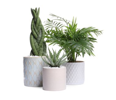 Beyaz tencerelerdeki farklı ev bitkileri