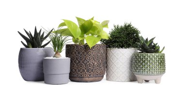 Beyaz tencerelerdeki farklı ev bitkileri