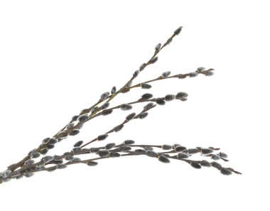 Beautiful blooming pussy willow branches on white background