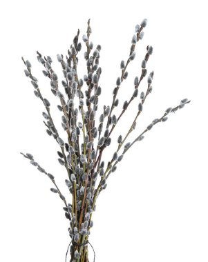 Beautiful blooming pussy willow branches on white background