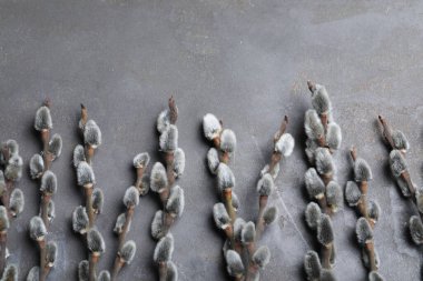 Beautiful pussy willow branches on grey background, flat lay
