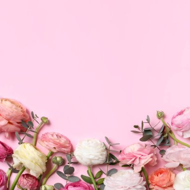 Pembe arka planda güzel ranunculus çiçekleri, düz yatış. Metin için boşluk