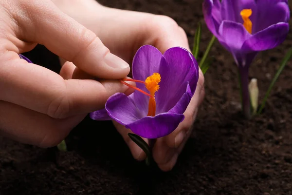 Woman with beautiful Saffron crocus flower outdoors, closeup