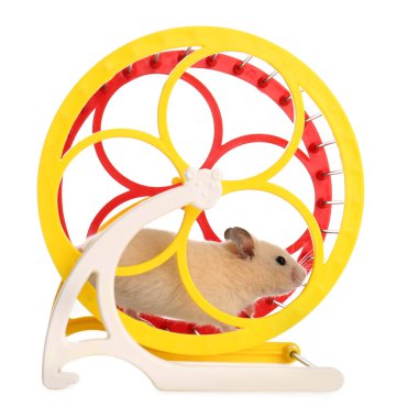 Beyaz arka planda dönen çarklı şirin küçük hamster.
