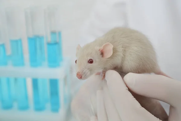 Scientist with rat in chemical laboratory, closeup. Animal testing