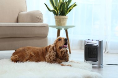 Güzel cocker spaniel evde elektrikli ısıtıcının yanında, halının üzerinde yatıyor.