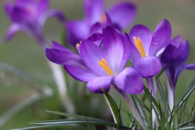 Bulanık arka planda büyüyen taze mor crocus çiçekleri, yakın plan