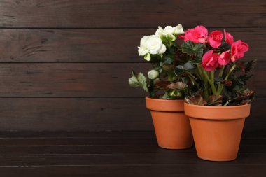 Tahta masadaki saksılarda çiçek açan pelargonyum bitkileri, metin için yer.