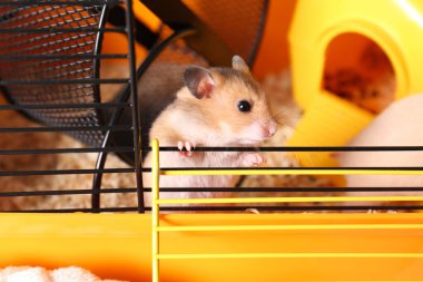 Kafesin içinde sevimli, tüylü bir hamster.