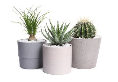 Beyaz tencerelerdeki farklı ev bitkileri