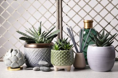 Güzel Haworthia ve Gasteria gri masasında dekoru olan kaplarda. Farklı ev bitkileri.