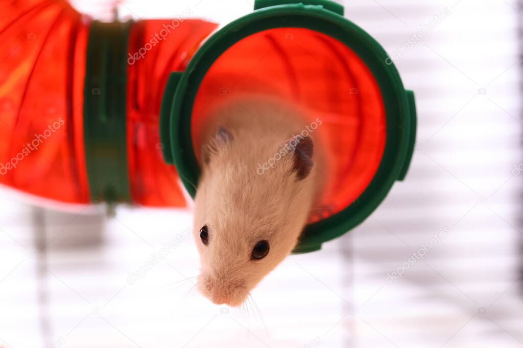 Cute little fluffy hamster in play house