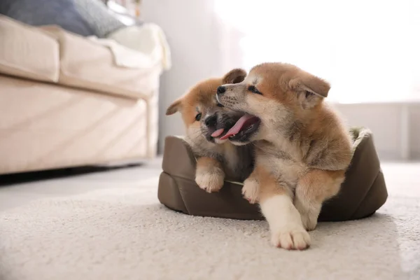 Imádnivaló Akita Inu Kölykök Kutyaágyban Otthon — Stock Fotó