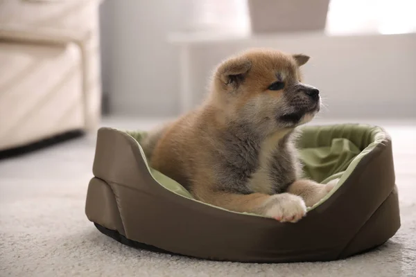 침대에 스러운 아키타 강아지 — 스톡 사진