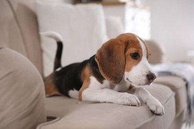 İçerideki kanepede oturan sevimli Beagle köpeği. Sevimli hayvan.