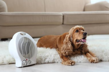 Güzel cocker spaniel evde elektrikli ısıtıcının yanında, halının üzerinde yatıyor.