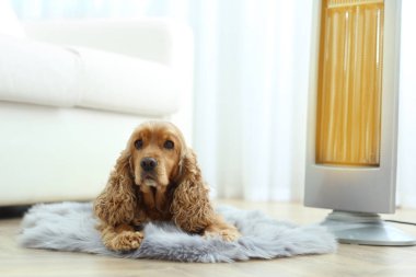 Güzel cocker spaniel evde elektrikli ısıtıcının yanında, halının üzerinde yatıyor.