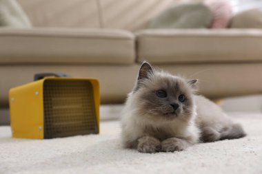 Modern elektrikli ısıtıcının yanında yerde yatan sevimli Birman kedisi.
