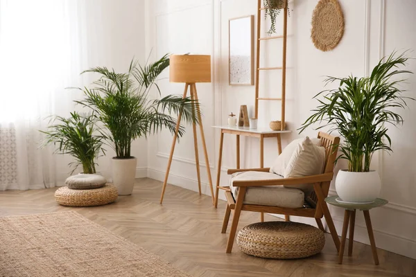 Hermosas Plantas Casa Maceta Elegante Sala Estar — Foto de Stock