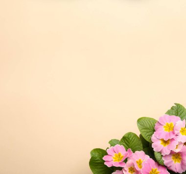 Bej arka planda güzel pembe primula (primrose) çiçekleri, metin için boşluk ile düz yatıyordu. Bahar çiçekleri.