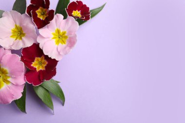 Primrose Primula Vulgaris çiçekleri menekşe arkaplanda, üst görünümü metin için alan. Bahar mevsimi