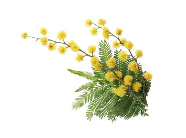 Beyaz arka planda sarı çiçekli güzel mimoza dalı