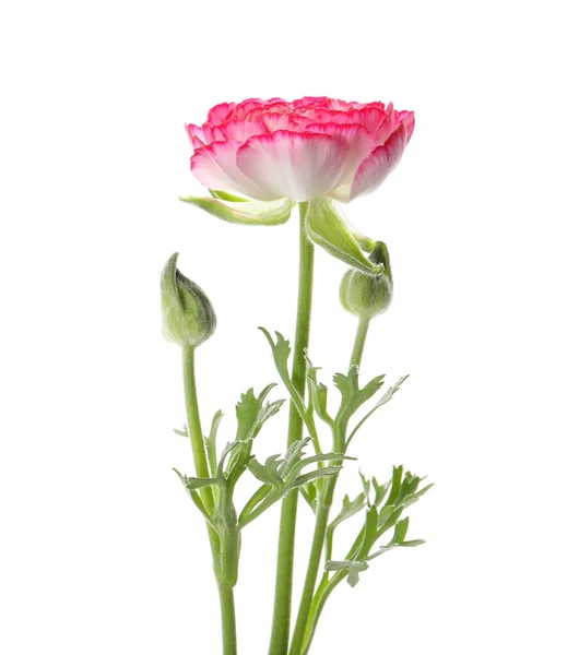 Vacker Rosa Ranunculus Blomma Vit Bakgrund — Stockfoto