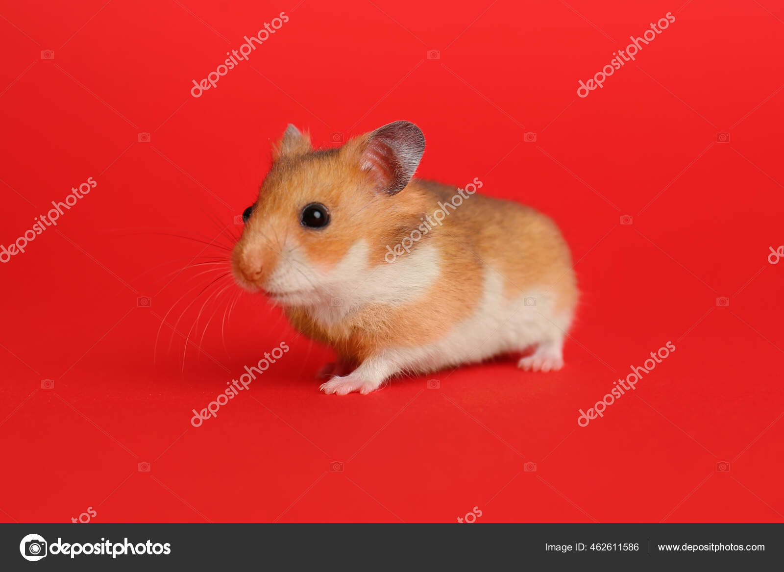Brun kredit hvor som helst Red hamster Stock Photos, Royalty Free Red hamster Images | Depositphotos
