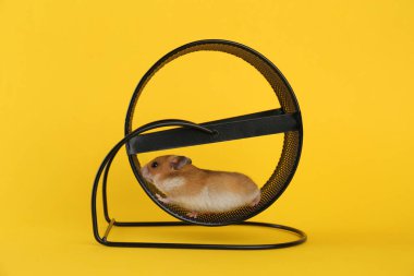 Sarı arka planda dönen çarklı şirin küçük hamster