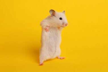 Sarı arka planda sevimli, tüylü hamster.