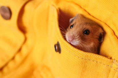 Sarı gömleğin cebinde şirin küçük bir hamster, yakın plan. Metin için boşluk
