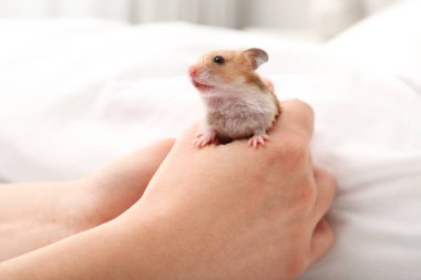 Yatağında küçük sevimli bir hamster olan kadın, yakın plan.