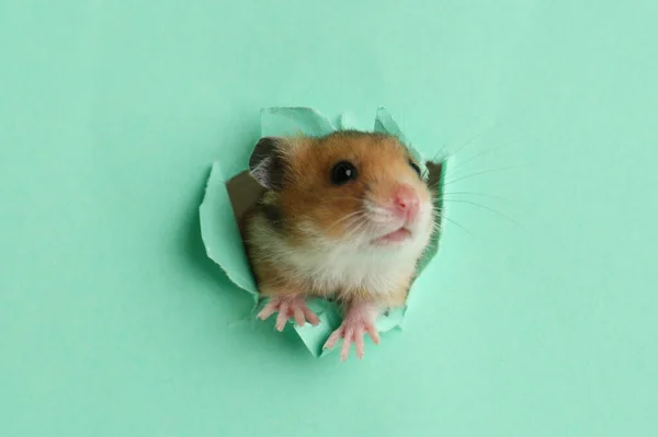 Mignon Petit Hamster Regardant Hors Trou Dans Papier Turquoise — Photo