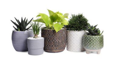 Beyaz tencerelerdeki farklı ev bitkileri