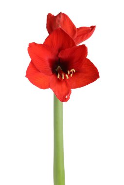 Güzel kırmızı Amaryllis çiçeği beyaza izole edilmiş.