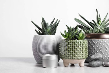 Güzel Haworthia ve Gasteria saksılarda, gri masada beyaz arka planda dekoru olan. Farklı ev bitkileri.