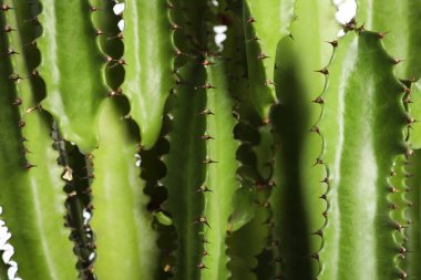 Beyaz arka planda güzel bir kaktüs, yakın plan. Tropik bitki