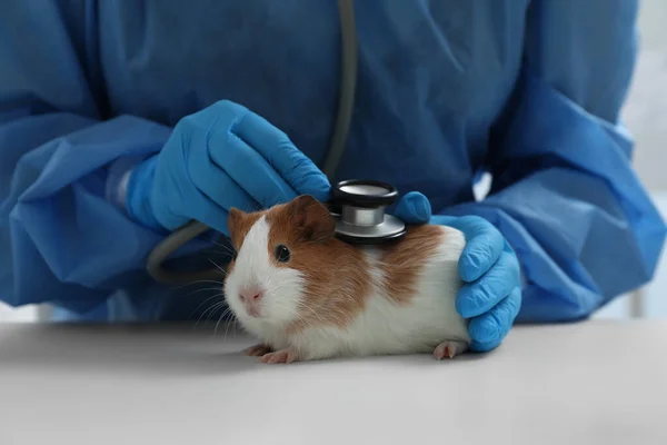 Scientist examining guinea pig with stethoscope in chemical laboratory, closeup. Animal testing